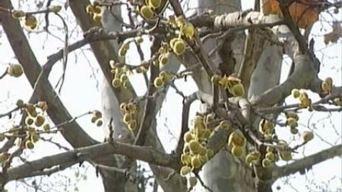 Llega la primavera, vuelve el picor de nariz Llega la primavera, vuelve el picor de nariz