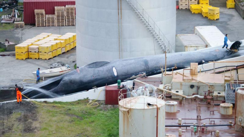 El ejemplar de ballena azul recientemenet cazado en Islandia de forma ilegal. El ejemplar de ballena azul recientemenet cazado en Islandia de forma ilegal.