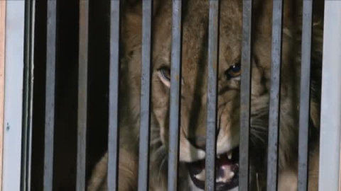 Ya están en Alicante varios leones rescatados de Ucrania Ya están en Alicante varios leones rescatados de Ucrania