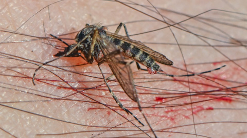 Foto de archivo de un mosquito sobre la piel de una persona, a 30 de abril de 2024. Foto de archivo de un mosquito sobre la piel de una persona, a 30 de abril de 2024.