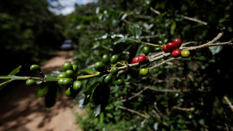 Granos de café en una finca de El Laurel (Honduras). Granos de café en una finca de El Laurel (Honduras).