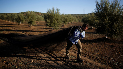 Un agricultor cosecha aceitunas en un olivar de Porcuna (Jaén). REUTERS/Marcelo del Pozo Un agricultor cosecha aceitunas en un olivar de Porcuna (Jaén). REUTERS/Marcelo del Pozo