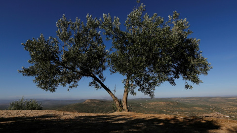 Un olivo frente a los olivares de Porcuna (Jaén). REUTERS / Marcelo del Pozo Un olivo frente a los olivares de Porcuna (Jaén). REUTERS / Marcelo del Pozo