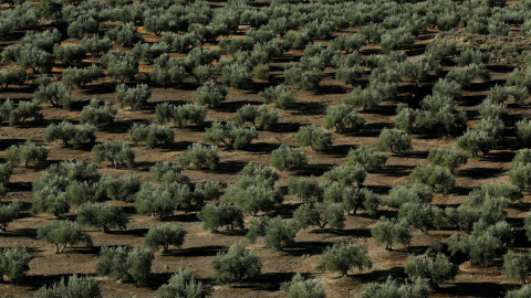 Un bosque de olivos en Porcuna (Jaén). REUTERS / Marcelo del Pozo Un bosque de olivos en Porcuna (Jaén). REUTERS / Marcelo del Pozo