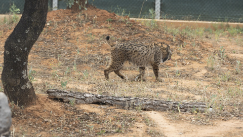 Un lince ibérico, a 19 de junio del 2023 en Andújar (Jaén). Un lince ibérico, a 19 de junio del 2023 en Andújar (Jaén).