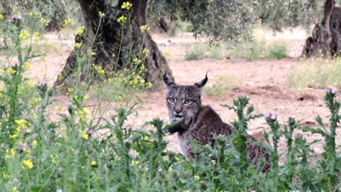Un ejemplar de lince ibérico.- LIFE+IBERLINCE Un ejemplar de lince ibérico.- LIFE+IBERLINCE
