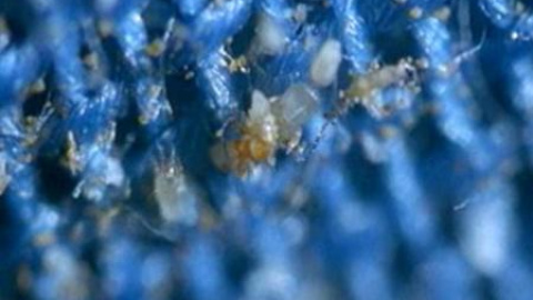 Un viaje al mundo microscópico Un viaje al mundo microscópico