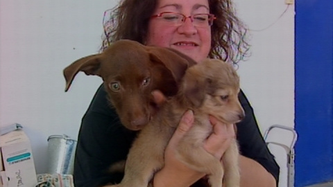 Se desbordan las perreras en Extremadura Se desbordan las perreras en Extremadura