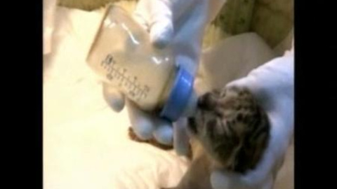 Nacen en Taiwán dos cachorros mitad león mitad tigre Nacen en Taiwán dos cachorros mitad león mitad tigre