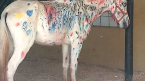Caballo pintado por niños durante un campamento en una escuela hípica de Brasil. / ANA PAULA VASCONCELOS Caballo pintado por niños durante un campamento en una escuela hípica de Brasil. / ANA PAULA VASCONCELOS