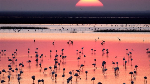 Un atardecer en Doñana. Un atardecer en Doñana.