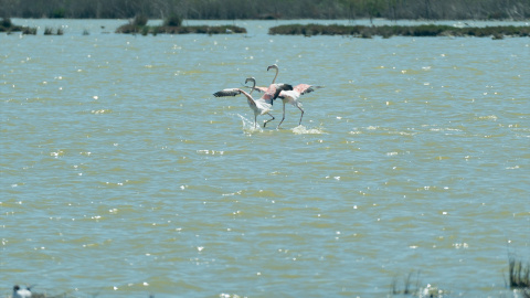 Aves en los terrenos de la finca 'Veta la Palma', a 24 de abril de 2024, en La Puebla del Río, Sevilla. Archivo.