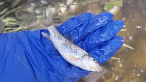 Un peix mort al riu Abella en un tram afectat per un vessament de purins. Un peix mort al riu Abella en un tram afectat per un vessament de purins.