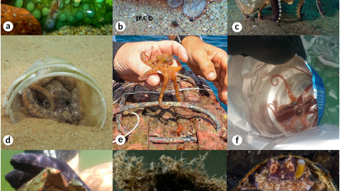 Pulpos interactuando con la basura Pulpos interactuando con la basura