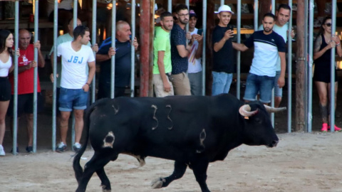 Un bou als correbous de l'Aldea, en una imatge d'arxiu Un bou als correbous de l'Aldea, en una imatge d'arxiu