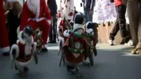 Pingüinos de Papa Noel Pingüinos de Papa Noel
