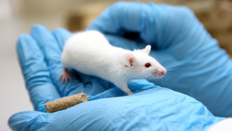 Un ratón en un laboratorio. EFE Un ratón en un laboratorio. EFE