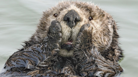 18/09/2019 - Menuda sorpresa más adorable. / The Comedy Wildlife 2019, Harry Walker