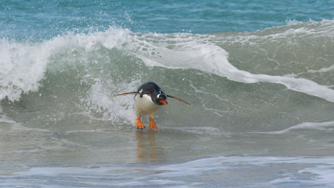 18/09/2019 - Experto surfista. / The Comedy Wildlife 2019, Elmar Weiss