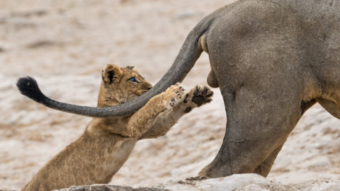 18/09/2019 - Ten cuidado dónde agarras. / The Comedy Wildlife 2019, Elmar Weiss