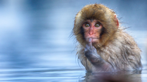 18/09/2019 - Cuando metes la pata. / The Comedy Wildlife 2019,Txema García
