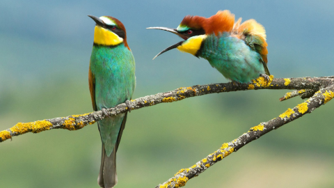 18/09/2019 - No te oigo pajarito. / The Comedy Wildlife 2019, Viado Pirsa