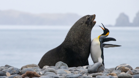 18/09/2019 - Choca colega. / The Comedy Wildlife 2019, Tomas Malgensen