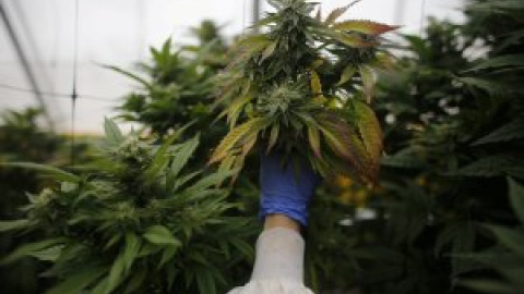 Cinco años de marihuana legal en Colorado: lucrativa pero cuestionada Cinco años de marihuana legal en Colorado: lucrativa pero cuestionada