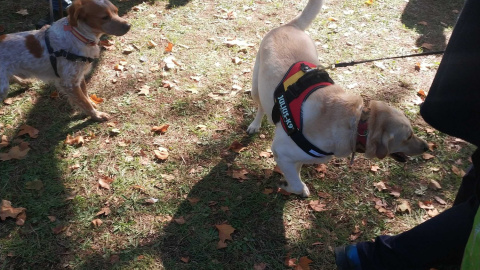 24/10/2019 - Perros con la bandera de España en Mingorrubio.