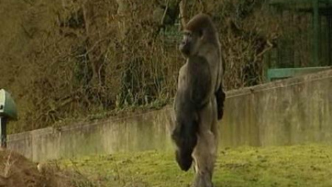 Un gorila muy humano Un gorila muy humano