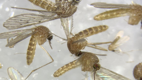Mosquito Mosquito