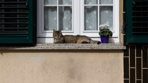 gato gato