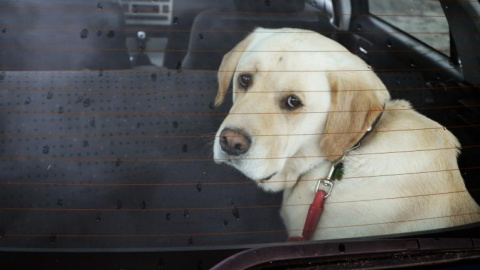 Un perro en un coche. Un perro en un coche.
