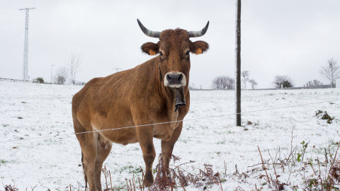 Una vaca rodeada de nieve durante la primera nevada del año en las montanas de Os Ancares, en la provincia de Lugo./ Carlos Castro (Europa Press)