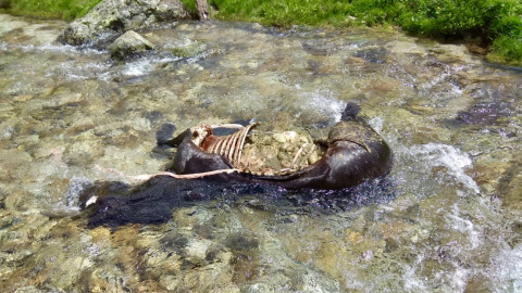 Una euga morta per l'ós Goiat a la Val d'Aran. Pyroslife