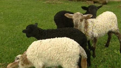 Corderos cuatrillizos en un agroturismo Corderos cuatrillizos en un agroturismo
