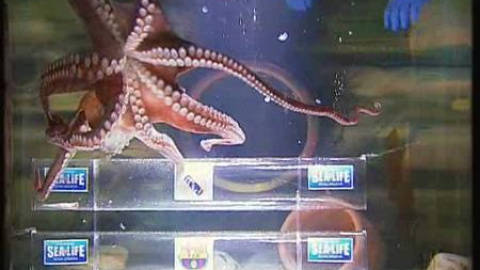 El pulpo Iker predice la victoria del Real Madrid El pulpo Iker predice la victoria del Real Madrid