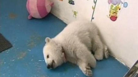 Sobreviven dos osos polares Sobreviven dos osos polares