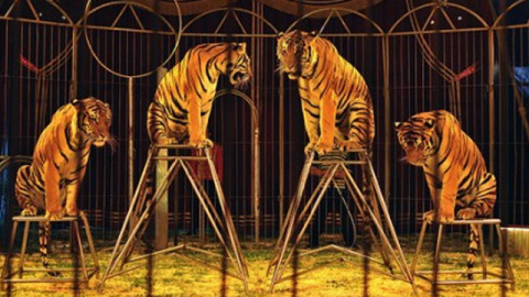 Imagen de archivo de tigres en un circo. Imagen de archivo de tigres en un circo.