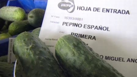 Miedo al cierre de fronteras para el pepino español Miedo al cierre de fronteras para el pepino español