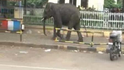 Dos elefantes hambrientos siembran el pánico en India Dos elefantes hambrientos siembran el pánico en India