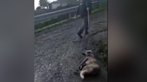Imagen del cazador de Lugo arrastrando a su perra tras haberla disparado. / PACMA Imagen del cazador de Lugo arrastrando a su perra tras haberla disparado. / PACMA