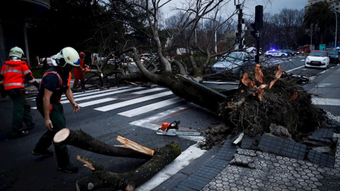 Bomberos retiran un árbol caído en San Sebastián, donde se han registrado vientos de hasta 144 kilómetros por hora en Matxitxako y olas de 8,5 metros./ Javier Etxezarreta (EFE)