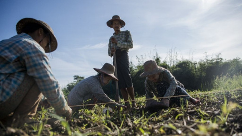Cultivos. AFP Photo/Ye Aung Thu Cultivos. AFP Photo/Ye Aung Thu