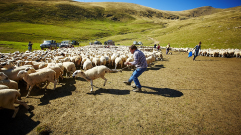 Un home a l'Escola de Pastors amb un ramat d'ovelles. Escola de Pastors Un home a l'Escola de Pastors amb un ramat d'ovelles. Escola de Pastors