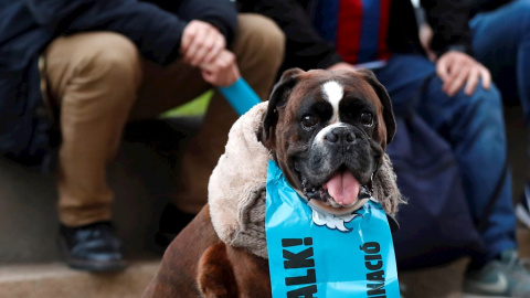 18/12/2019 - Un perro lleva una pancarta con el lema "Sit and Talk". / EFE - TONI ALBIR