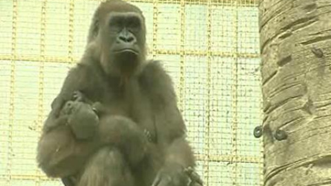 El bebé gorila del Zoo de Madrid busca nombre El bebé gorila del Zoo de Madrid busca nombre