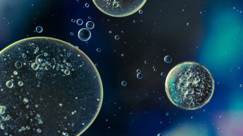 12/05/20222. Vista microscópica de unas células, a 2 de febrero de 2017. 12/05/20222. Vista microscópica de unas células, a 2 de febrero de 2017.