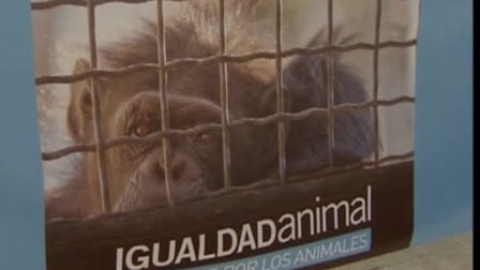 Activistas de Igualdad Animal se enjaulan en Madrid Activistas de Igualdad Animal se enjaulan en Madrid