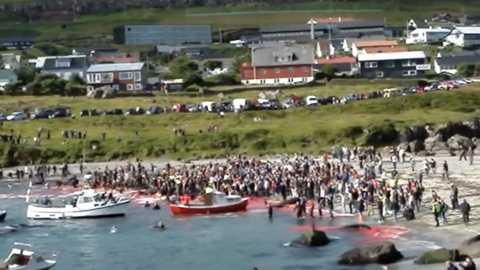 Grindadráp, la cruel matanza de ballenas de las Islas Feroe. YOUTUBE/Archivo Grindadráp, la cruel matanza de ballenas de las Islas Feroe. YOUTUBE/Archivo
